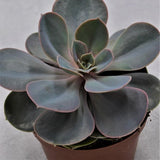 Echeveria Perle von Nürnberg - 10,5cm