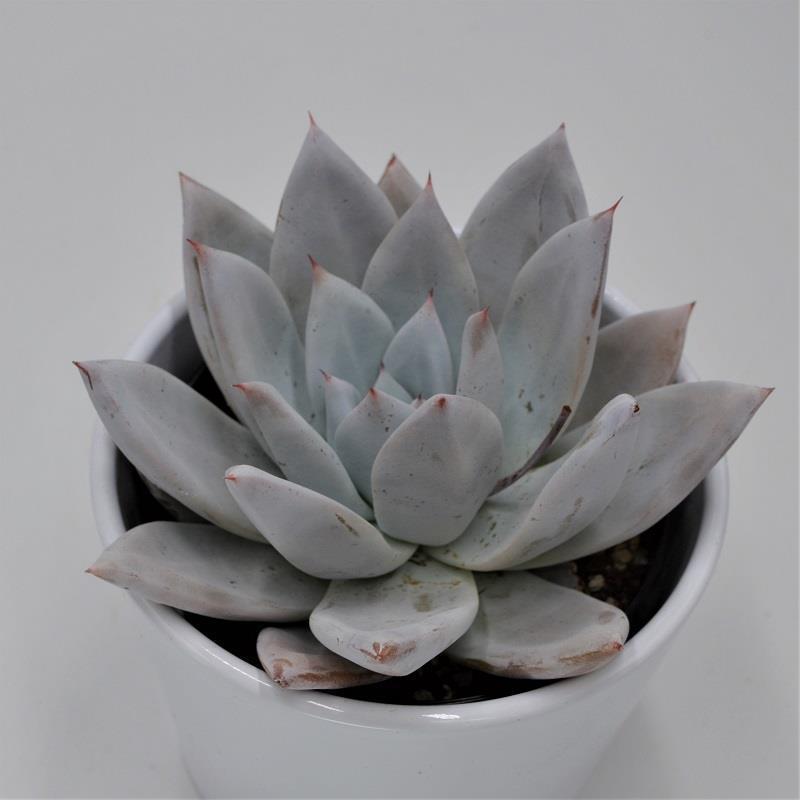 Echeveria Mexican Giant - 10.5cm