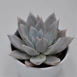 Echeveria Mexican Giant - 10.5cm