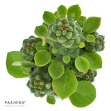 Euphorbia ritchiei - 6cm