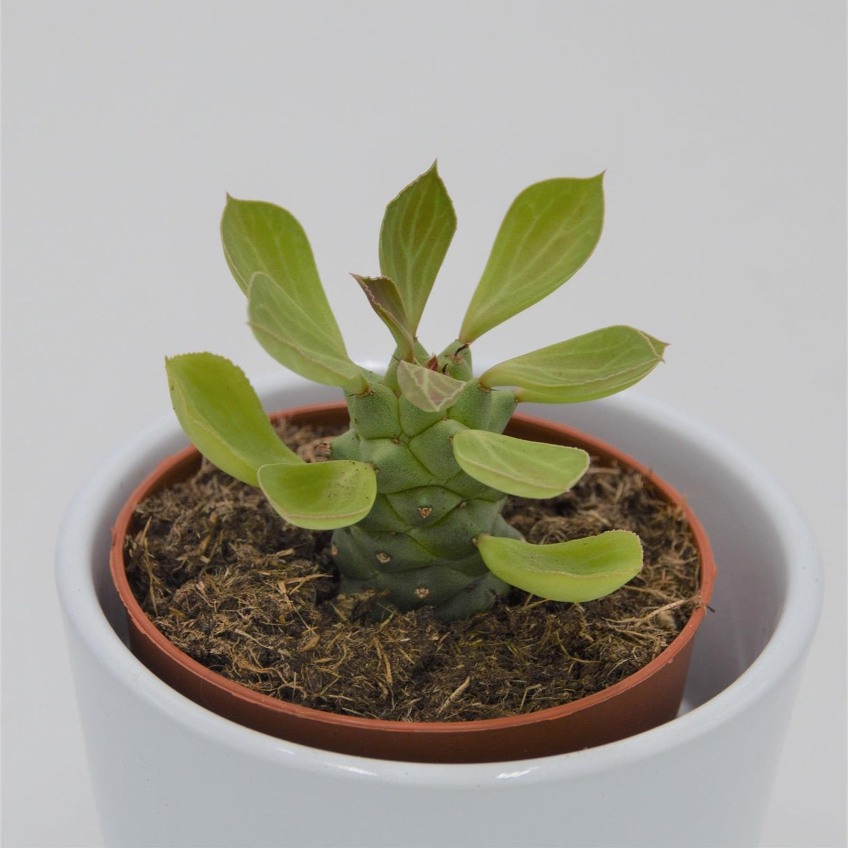 Euphorbia ritchiei - 8.5cm