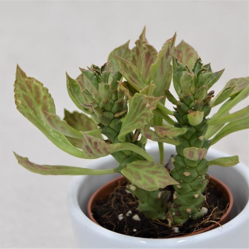 Euphorbia neostapelioides - 5.5cm