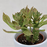 Euphorbia neostapelioides - 5,5cm