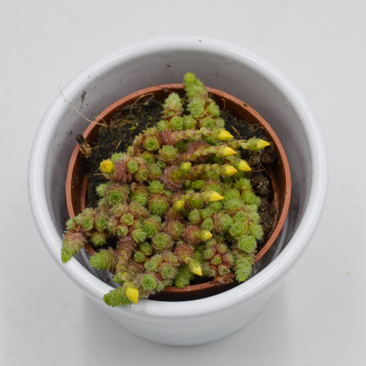 Monanthes muralis - 5.5cm