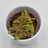 Monanthes muralis - 5.5cm