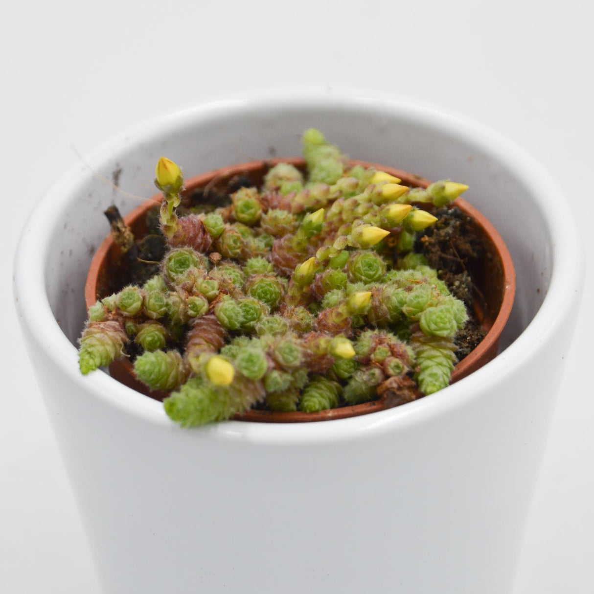Monanthes muralis - 5.5cm
