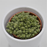 Monanthes muralis - 5.5cm