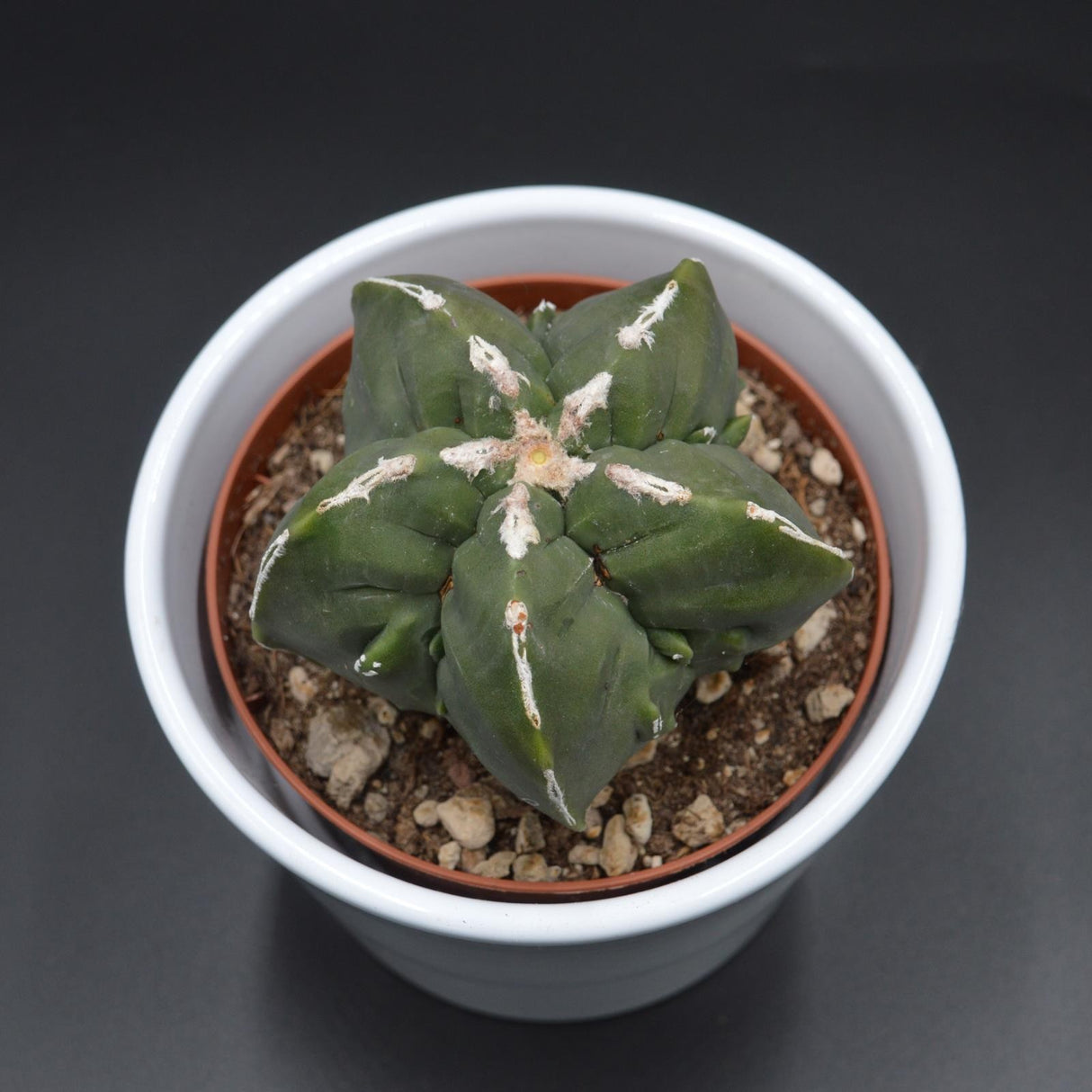 Astrophytum myriostigma f. nuda f. monstrose - 10.5cm
