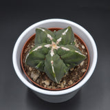 Astrophytum myriostigma f. nuda f. monstrose - 10.5cm