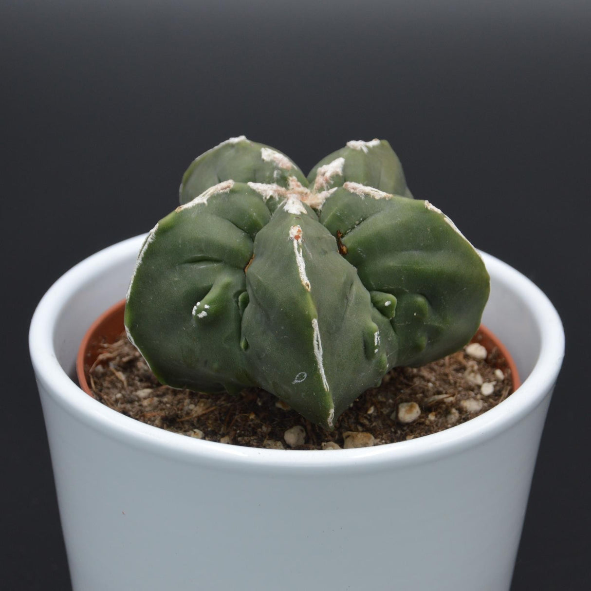 Astrophytum myriostigma f. nuda f. monstrose - 10.5cm