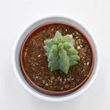 Myrtillocactus geometrizans Fukurokuryuzinboku / Boobie Cactus - 10.5cm
