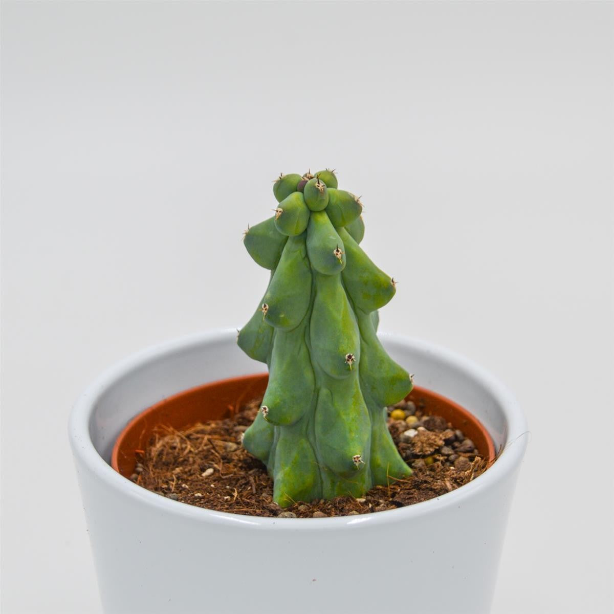 Myrtillocactus geometrizans Fukurokuryuzinboku / Boobie Cactus - 10.5cm