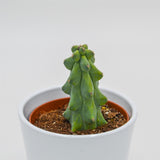 Myrtillocactus geometrizans Fukurokuryuzinboku / Boobie Cactus - 10.5cm