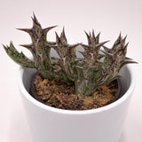 Orbea decaisneana subsp. hesperidum - 8cm