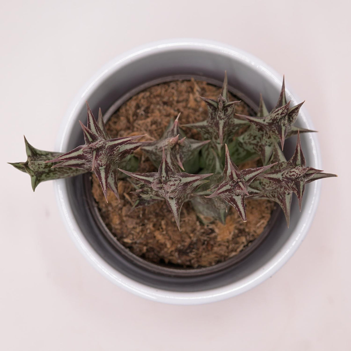 Orbea decaisneana subsp. hesperidum - 8cm