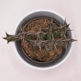 Orbea decaisneana subsp. hesperidum - 8cm