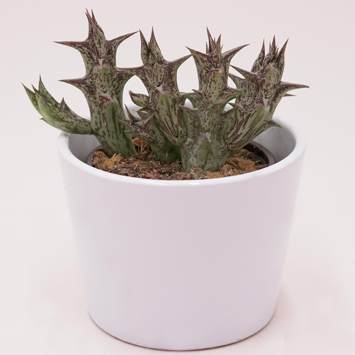 Orbea decaisneana subsp. hesperidum - 8cm