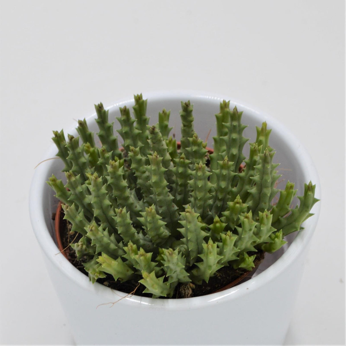 Orbea variegata - 8.5cm