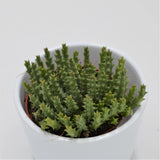 Orbea variegata - 8,5cm