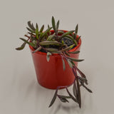 Othonna capensis Ruby Necklace - 6cm