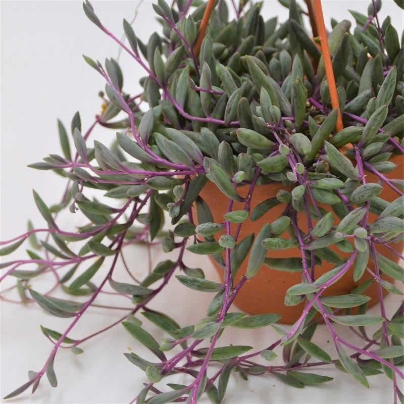Othonna capensis Ruby Necklace - 12cm Hanging Planter