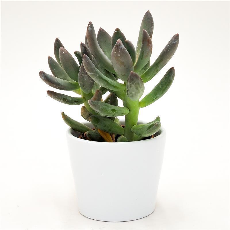 x Pachyveria Blue Mist - 5.5cm