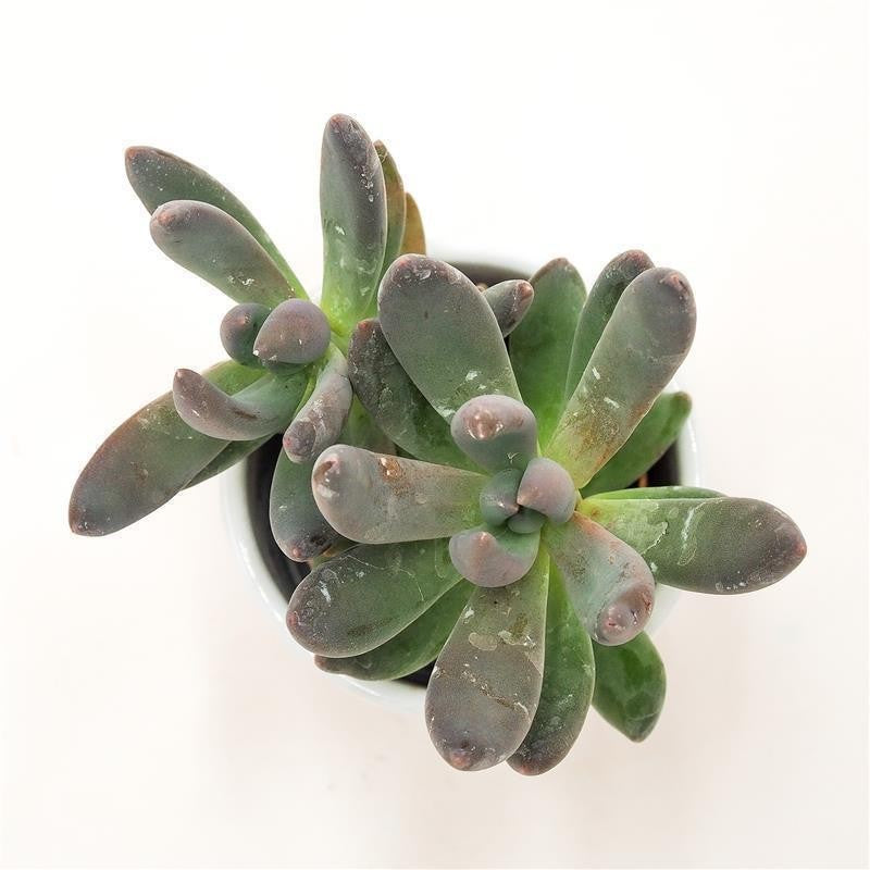 x Pachyveria Blue Mist - 5.5cm