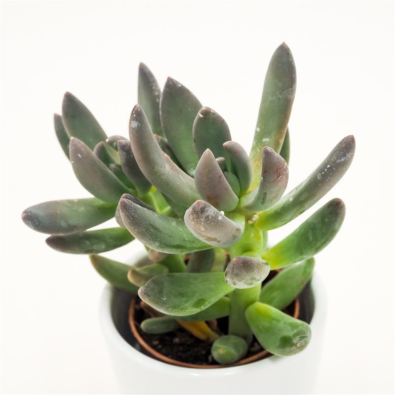 x Pachyveria Blue Mist - 5.5cm