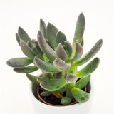 x Pachyveria Blue Mist - 5.5cm