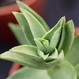 Crassula capitella Sharktooth - 5.5cm