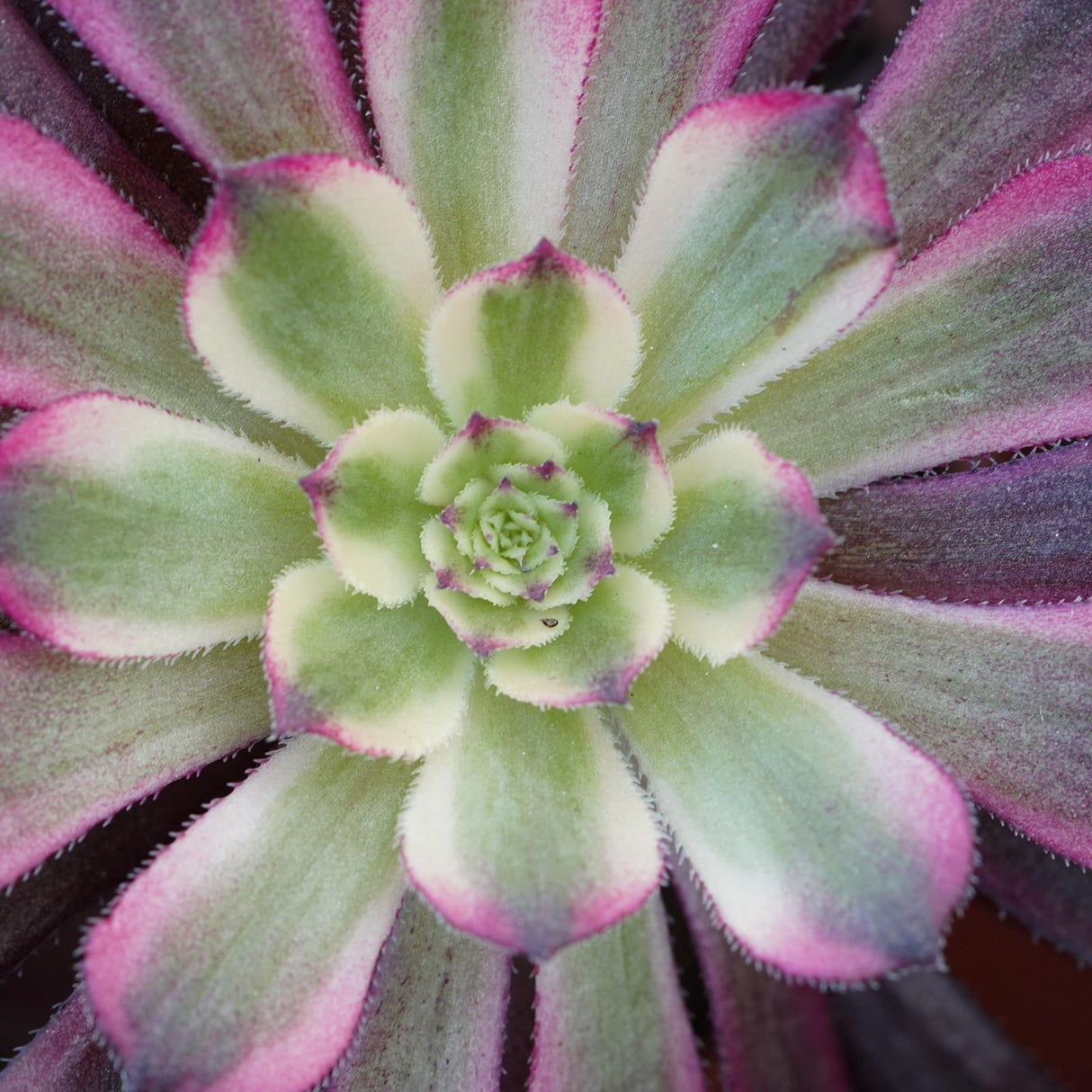 Aeonium Mardi Gras - branched - 10.5cm