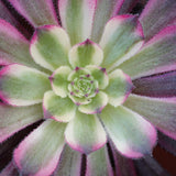 Aeonium Mardi Gras - branched - 10.5cm