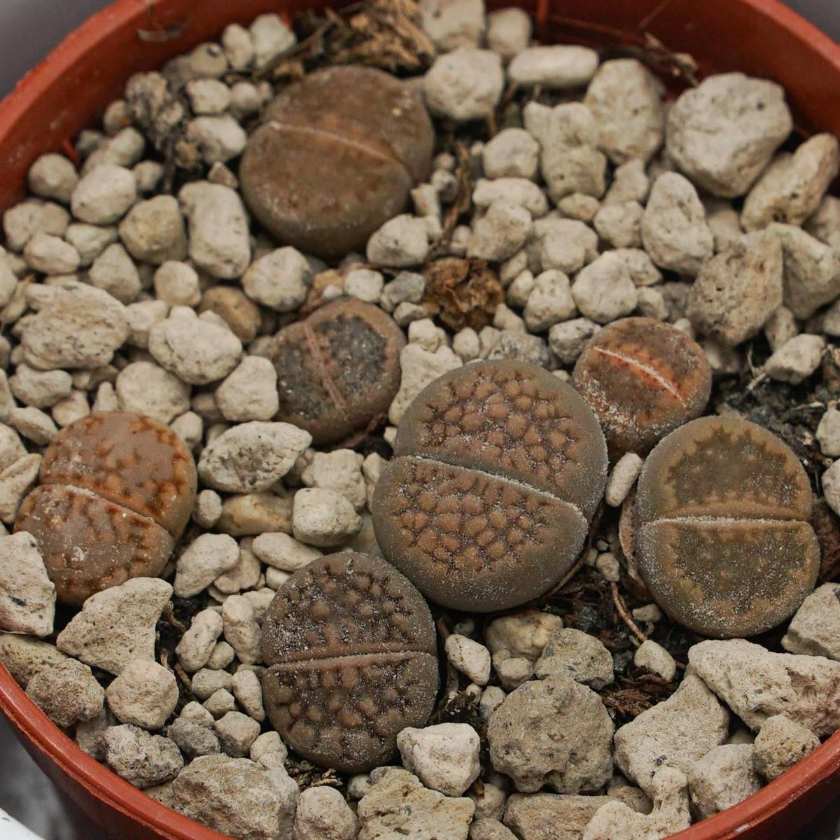 Lithops ssp. - 5.5cm