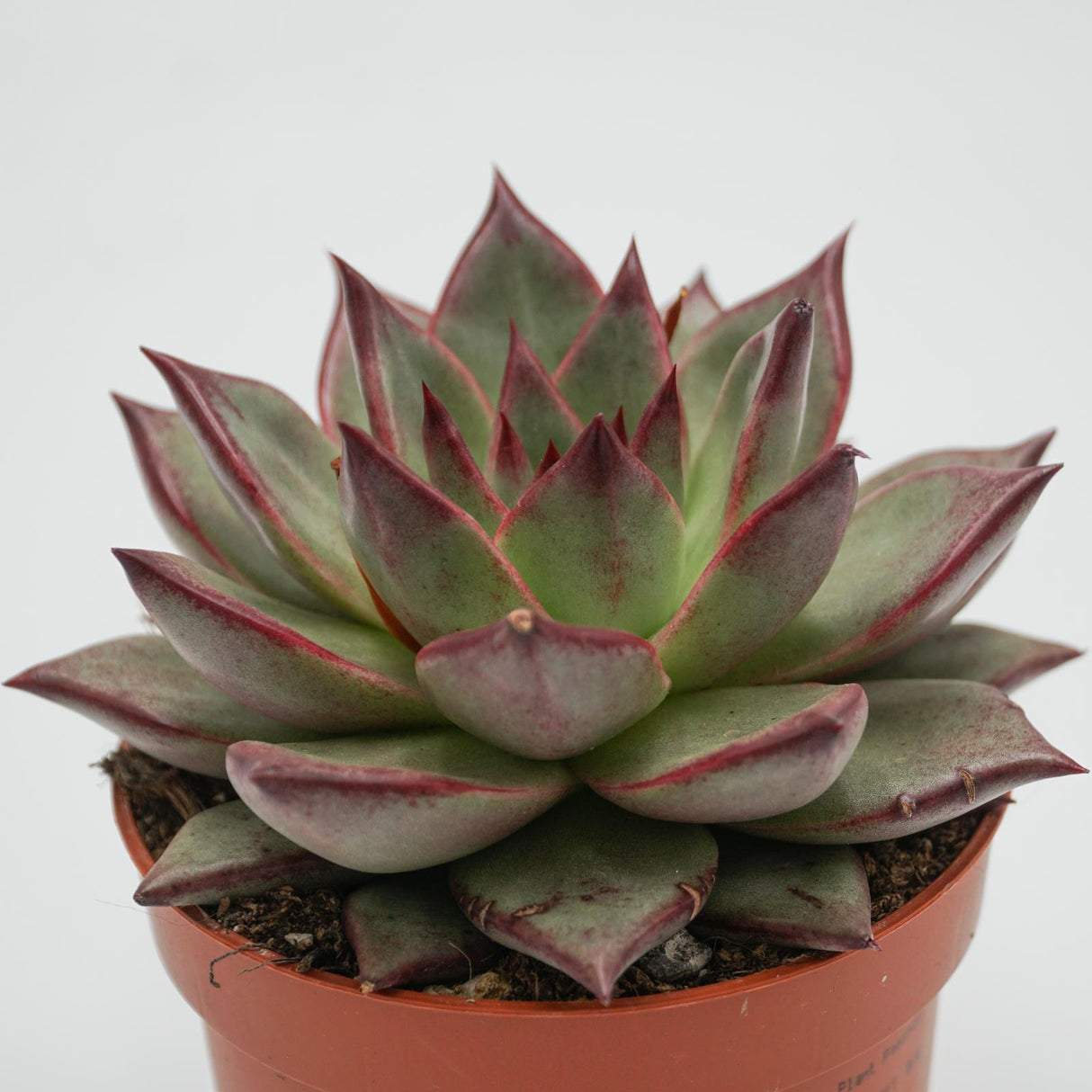 Echeveria Electra - 10,5cm