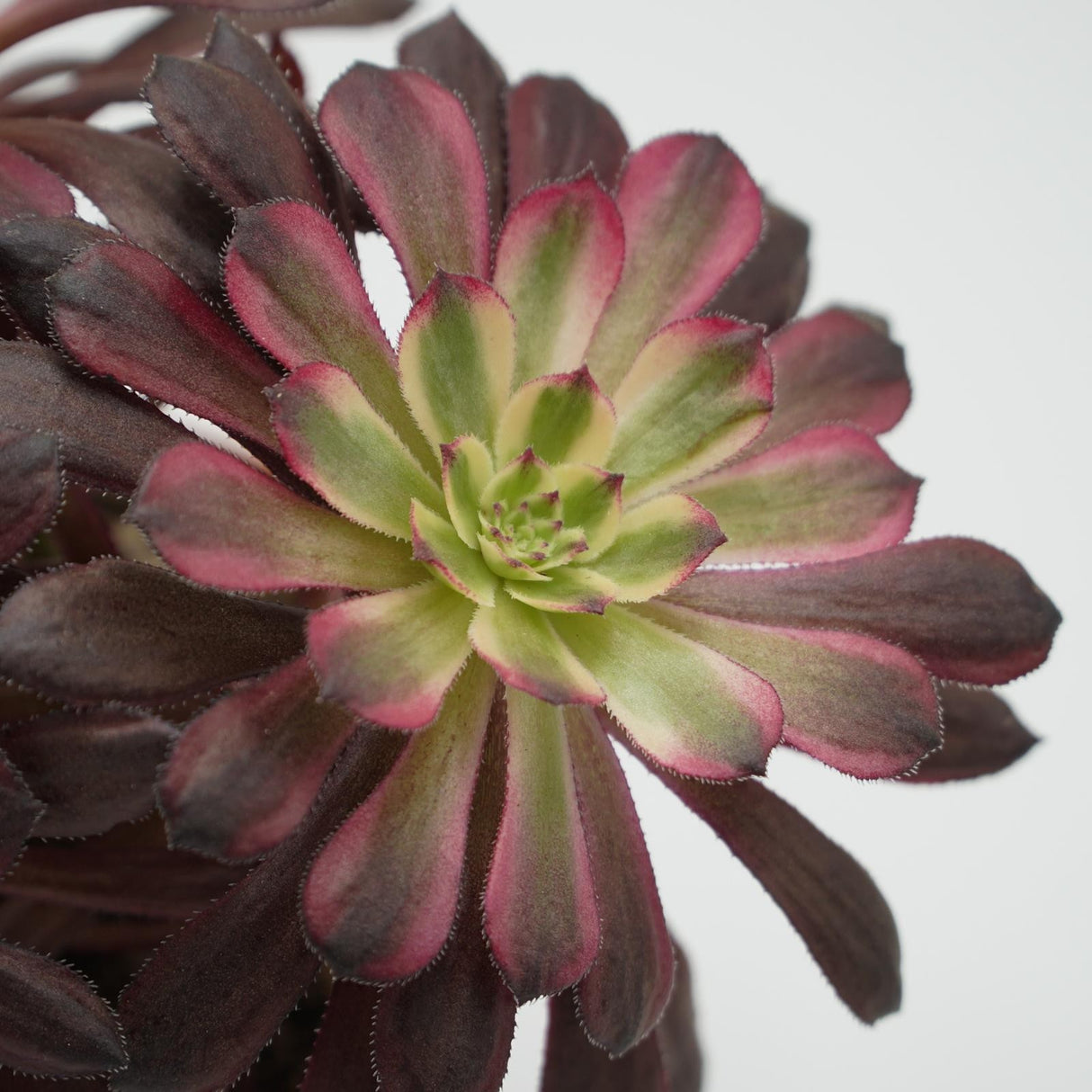 Aeonium Mardi Gras - branched - 10.5cm