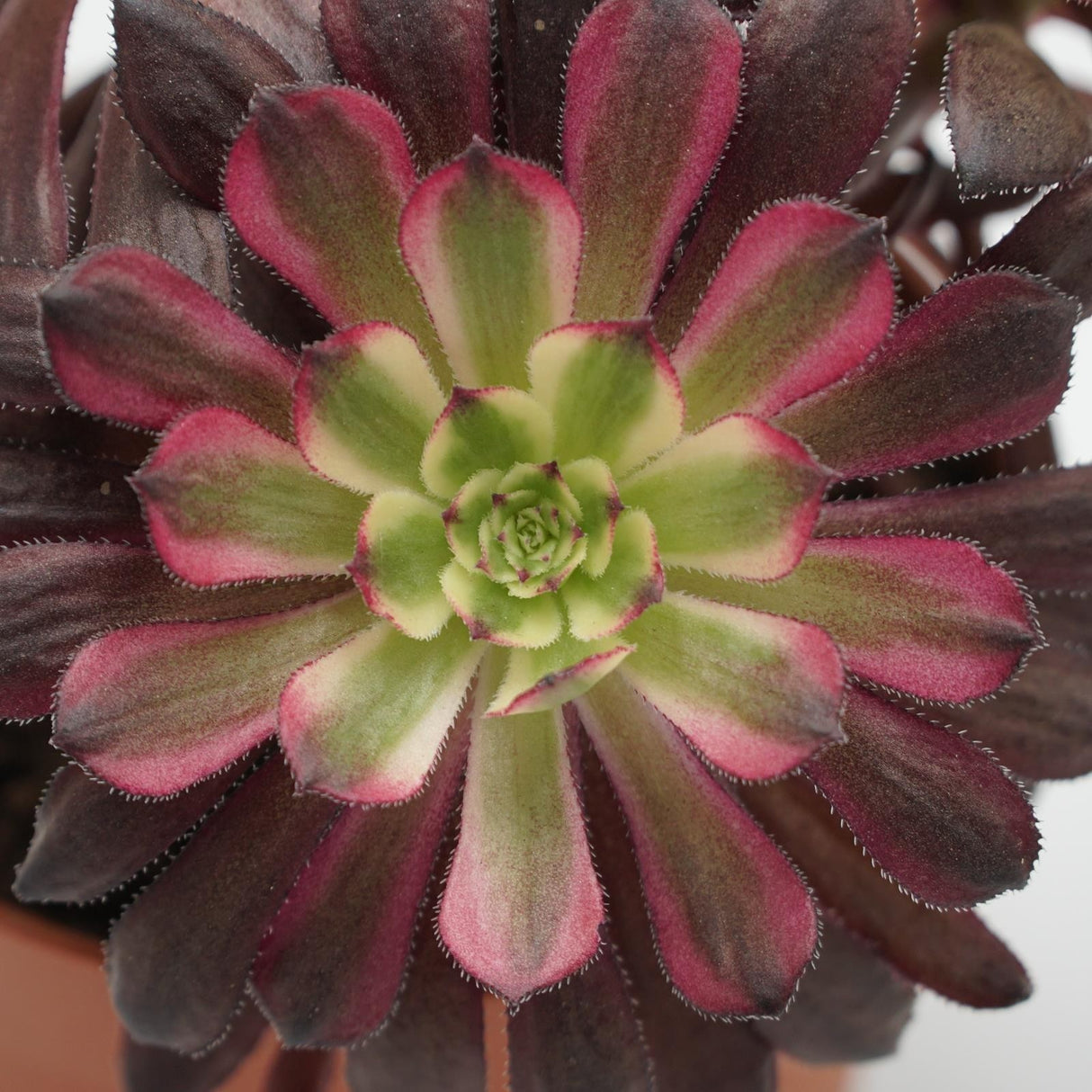 Aeonium Mardi Gras - branched - 10.5cm