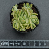 Echeveria Berry f. variegata