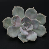 Graptopetalum cutting