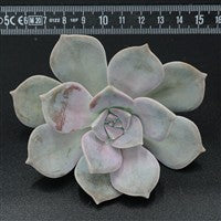 Graptopetalum cutting