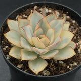 Echeveria Moon Goddess f. variegata