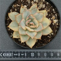 Echeveria Moon Goddess f. variegata