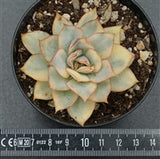 Echeveria Moon Goddess f. variegata