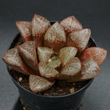 Haworthia Wahua