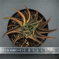 Haworthia limifolia var. variegata