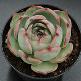 Echeveria Casio