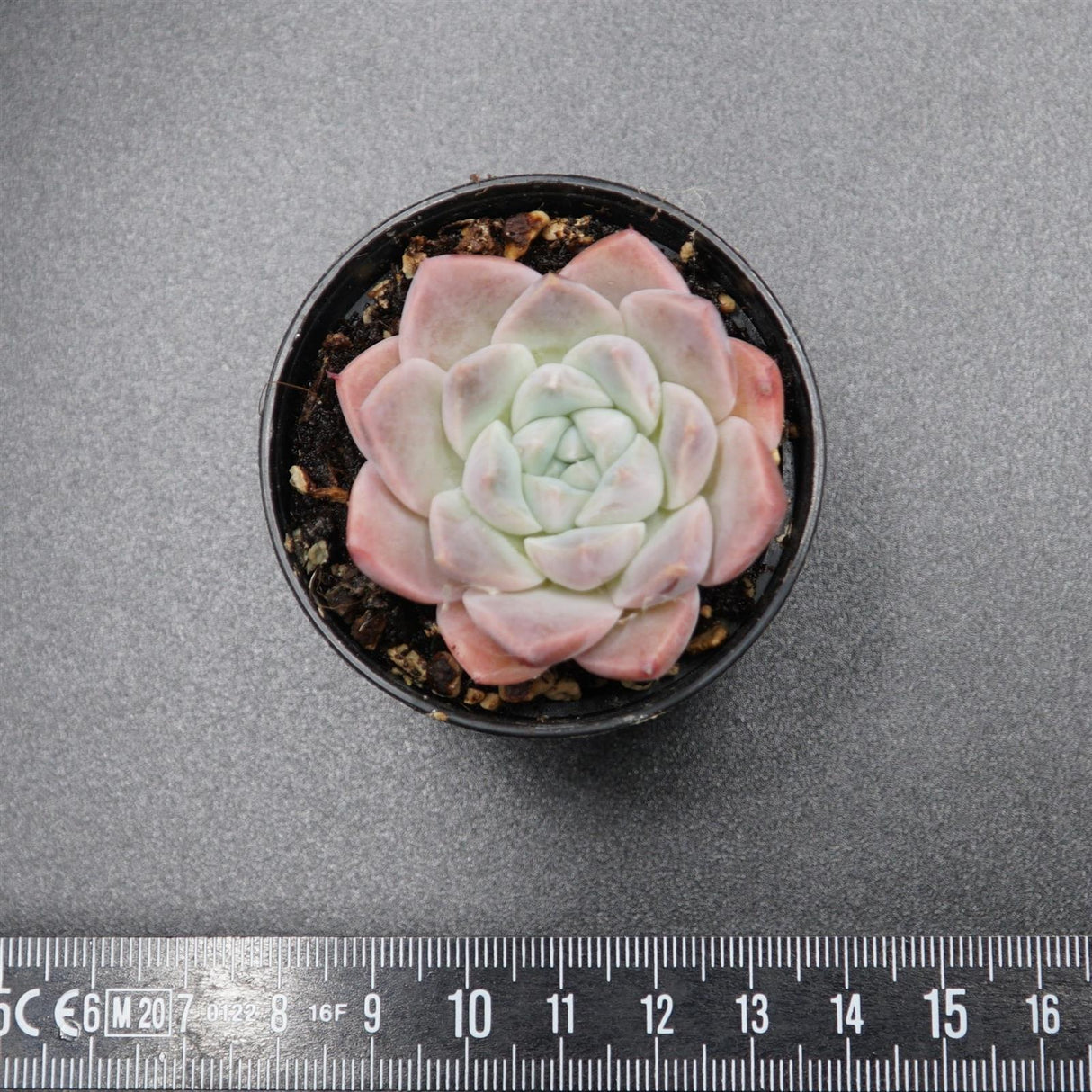 Echeveria Alba Beauty
