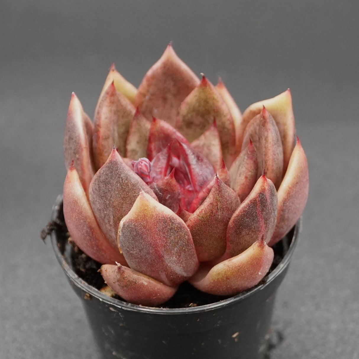 Echeveria Black