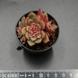 Echeveria Tesla