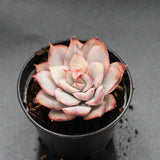 Echeveria Moon Goddes f. variegata