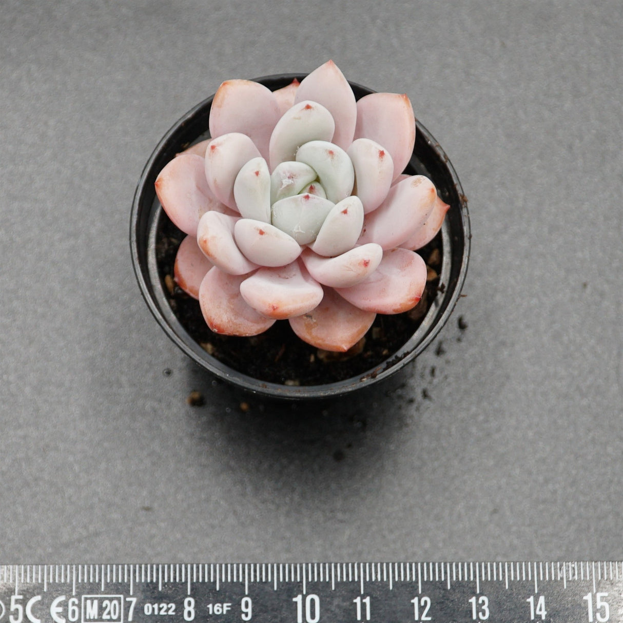 Echeveria Star Snow